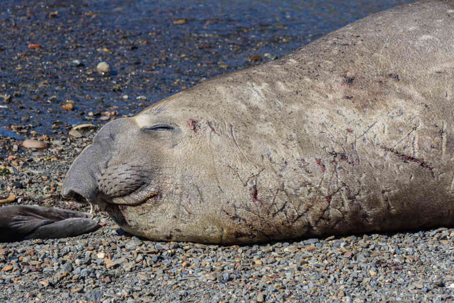 Elefante Marino - islas Georgias del Sur 40.jpg